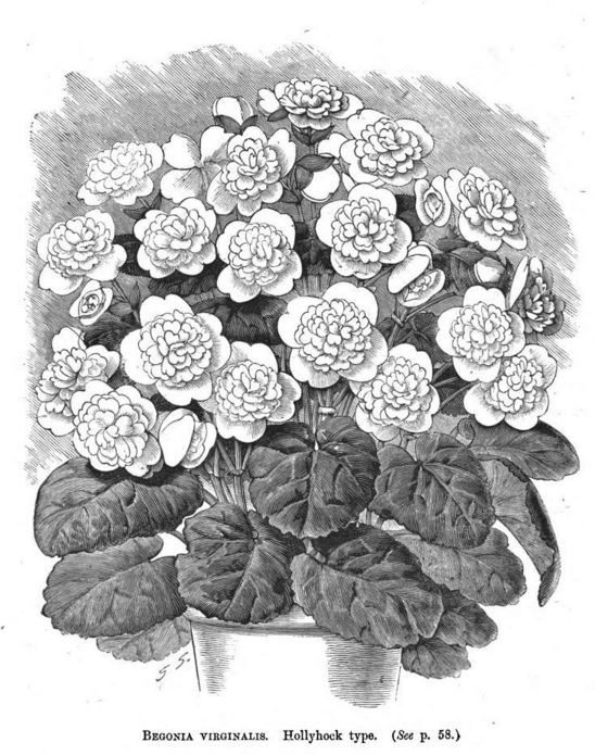 B. ‘Virginalis’